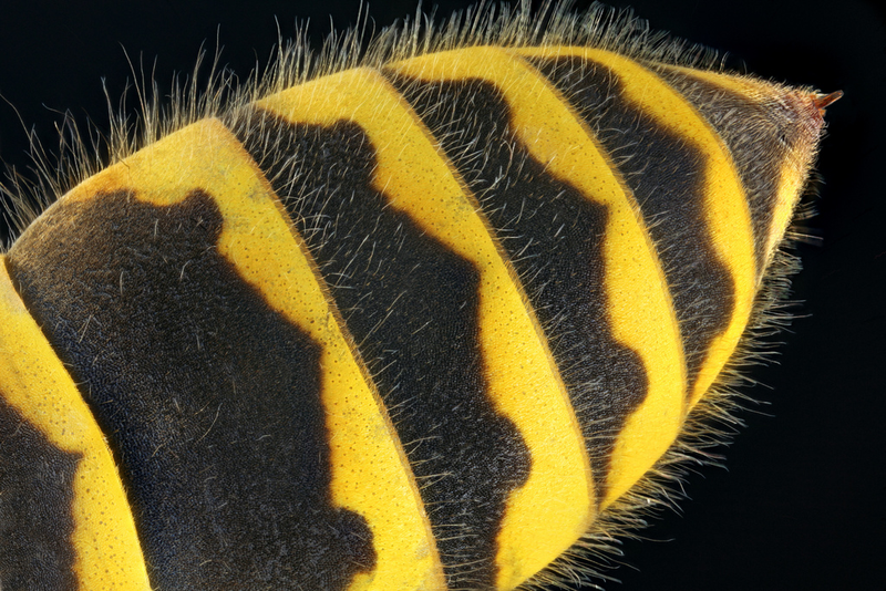 Illustration for article titled Some of the Most Gorgeous Macrophotography We've Seen in Ages
